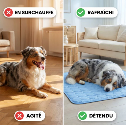 Tapis Rafraîchissant Chien — Frais Instantané